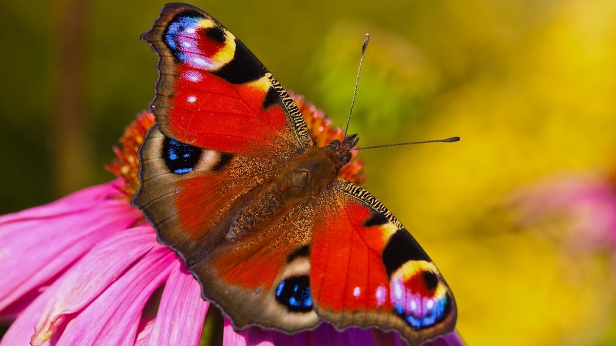 TVC to FTE at Google, Part 2: Making the Conversion