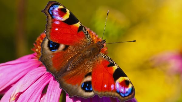 TVC to FTE at Google, Part 2: Making the Conversion